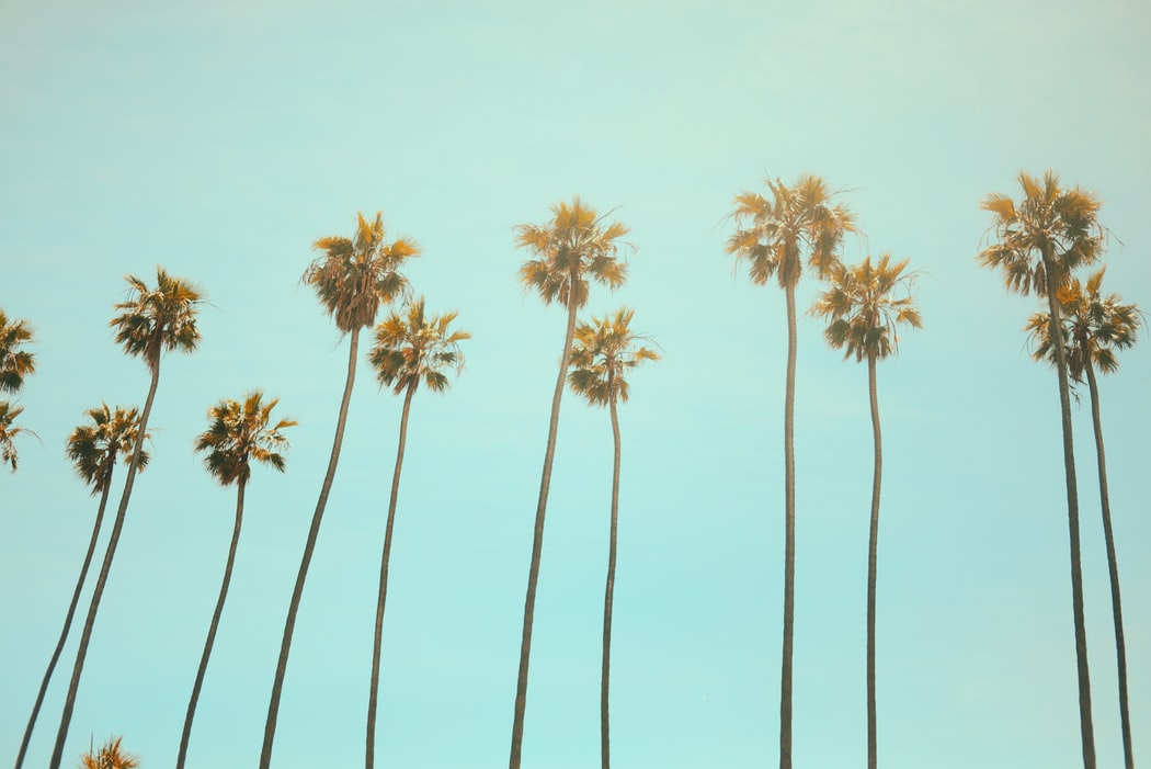 California palms image California palms