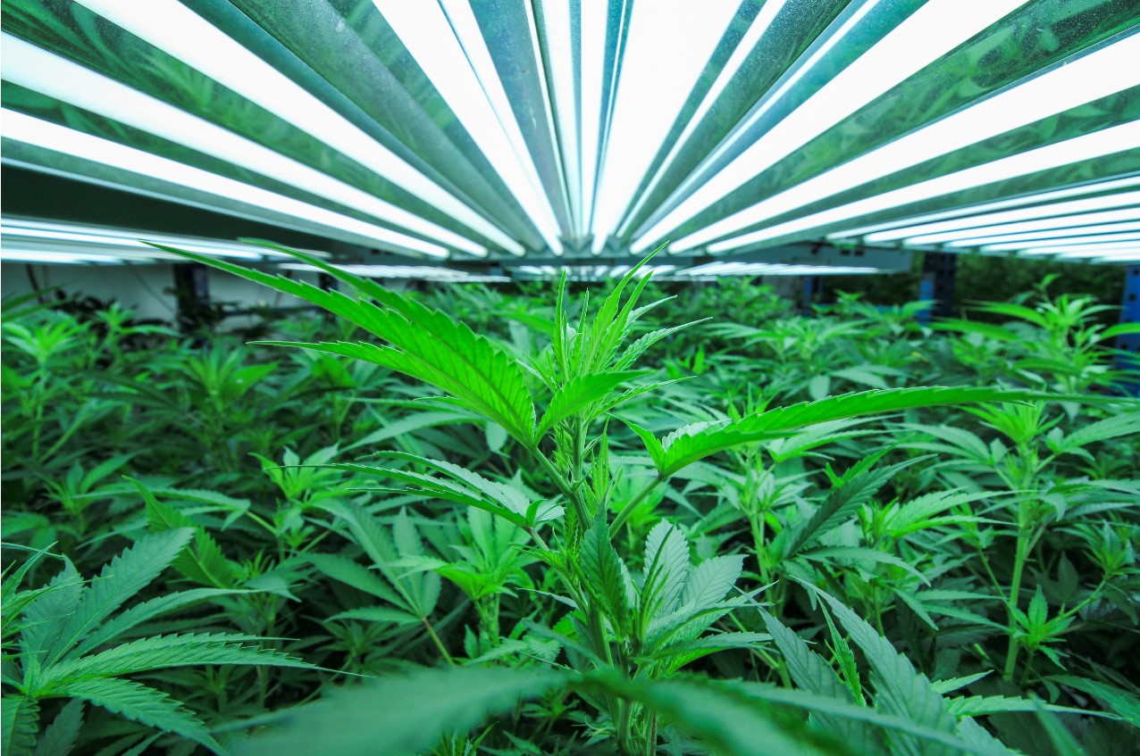 cannabis image cannabis